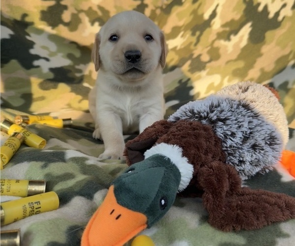 Medium Photo #1 Labrador Retriever Puppy For Sale in POLKTON, NC, USA
