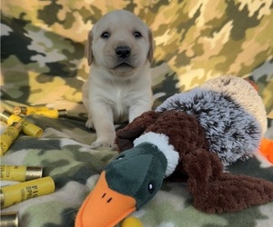 Medium Labrador Retriever