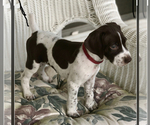 Small Photo #4 German Shorthaired Pointer Puppy For Sale in VANCLEAVE, MS, USA