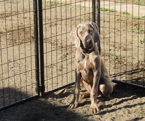 Weimaraner Puppy for sale in LAS ANIMAS, CO, USA