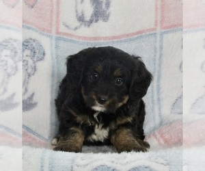 Bernedoodle (Miniature) Puppy for sale in FREDERICKSBURG, OH, USA