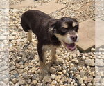 Small #3 Colonial Cocker Spaniel Mix