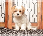 Small #2 Maltipoo (Miniature)