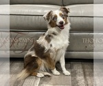Small Photo #1 Miniature Australian Shepherd Puppy For Sale in TERRELL, TX, USA