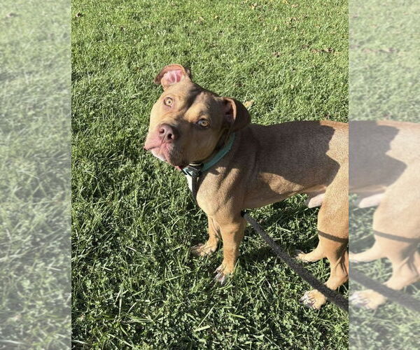 Medium Photo #6 American Pit Bull Terrier Puppy For Sale in Rockville, MD, USA