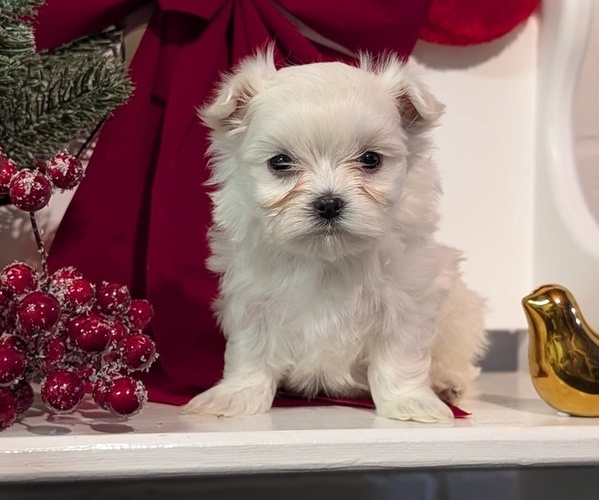 Medium Photo #2 Maltese Puppy For Sale in GOSHEN, IN, USA