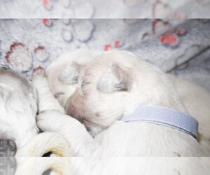 Medium English Cream Golden Retriever