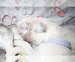 Puppy 3 English Cream Golden Retriever