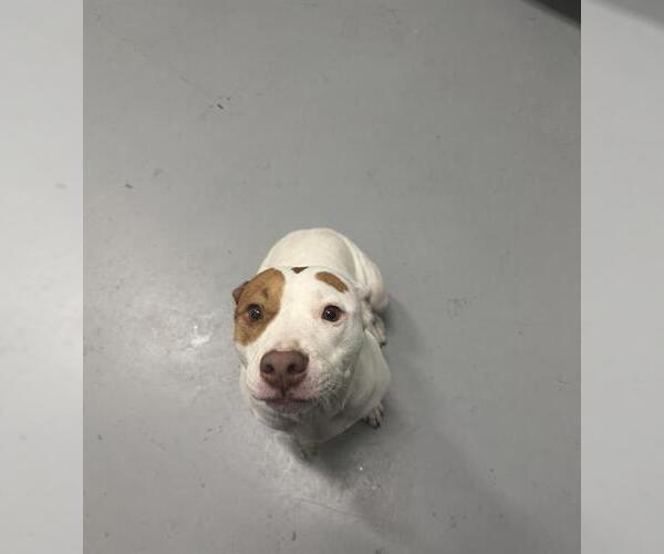 Medium Photo #1 American Pit Bull Terrier-Unknown Mix Puppy For Sale in Corpus Christi, TX, USA