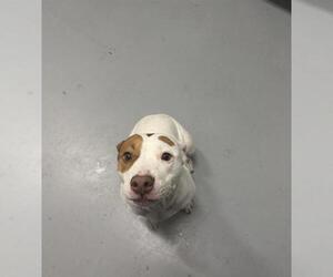 American Pit Bull Terrier-Unknown Mix Dogs for adoption in Corpus Christi, TX, USA