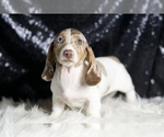 Small #2 Dachshund