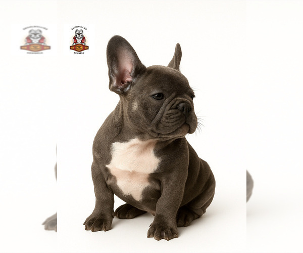 Medium Photo #2 French Bulldog Puppy For Sale in MARIETTA, GA, USA