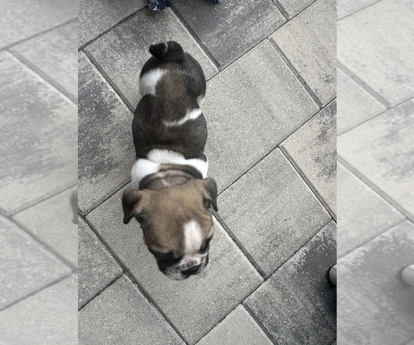 Medium Photo #5 English Bulldog Puppy For Sale in WEEKI WACHEE, FL, USA