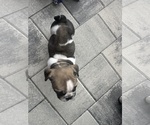 Small Photo #30 English Bulldog Puppy For Sale in WEEKI WACHEE, FL, USA