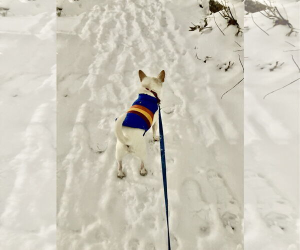 Medium Photo #4 Chihuahua Puppy For Sale in St. Louis Park, MN, USA