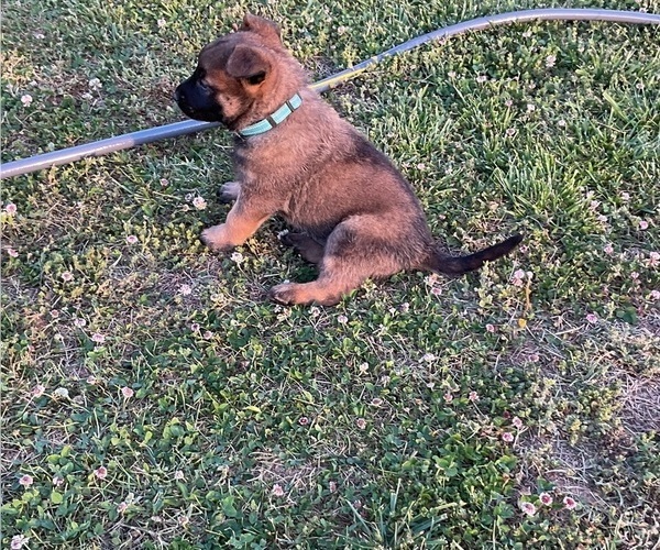 Medium Photo #1 Belgian Malinois Puppy For Sale in LINCOLNTON, NC, USA