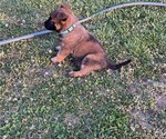 Puppy Puppy 3 Belgian Malinois
