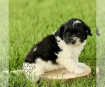 Small #3 Poovanese