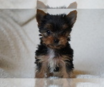 Small Photo #2 Yorkshire Terrier Puppy For Sale in DUNDEE, OH, USA