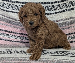 Medium Poodle (Toy)