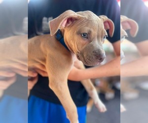 Clyde (puppy) - Male Mutt Dog for Adoption - Photo #2
