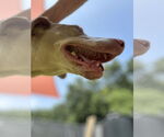 Small #3 Doberman Pinscher