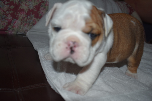 Medium Photo #1 English Bulldogge Puppy For Sale in LINCOLN, AL, USA