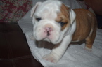 Small Photo #1 English Bulldogge Puppy For Sale in LINCOLN, AL, USA