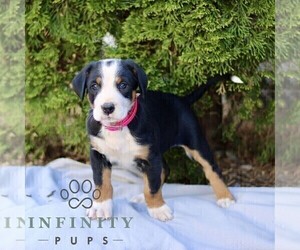 Greater Swiss Mountain Dog Puppy for sale in RONKS, PA, USA