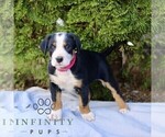 Small Greater Swiss Mountain Dog