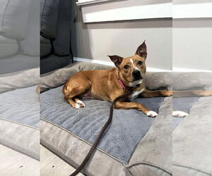 Blondie - Female Mutt Dog for Adoption - Photo #4