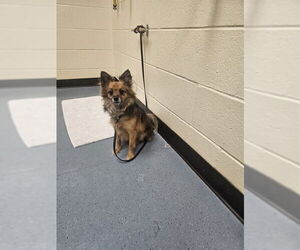 Maltese-Unknown Mix Dogs for adoption in Denver, CO, USA