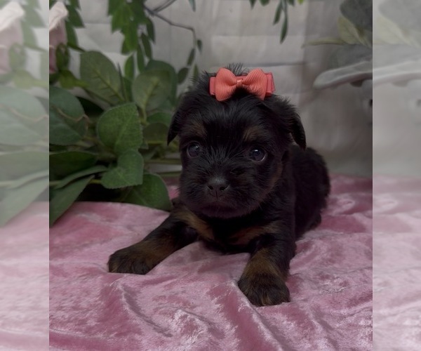 Medium Photo #6 Shorkie Tzu Puppy For Sale in SELLERSBURG, IN, USA