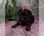 Small #5 Shorkie Tzu
