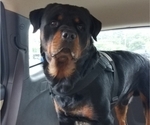 Small Photo #1 Rottweiler Puppy For Sale in BRUCE, FL, USA