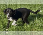 Small Beagle Mix