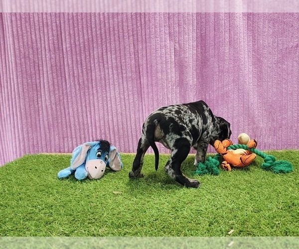 Medium Photo #4 Catahoula Leopard Dog Puppy For Sale in CUMBY, TX, USA