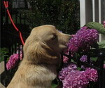 Small Photo #7 Golden Retriever Puppy For Sale in MECHANICSVILLE, MD, USA