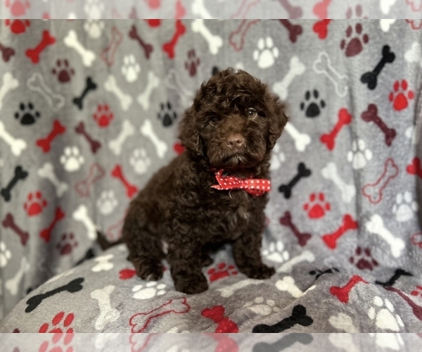 Medium Photo #4 ShihPoo Puppy For Sale in LAKELAND, FL, USA