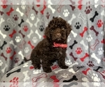 Small Photo #4 ShihPoo Puppy For Sale in LAKELAND, FL, USA