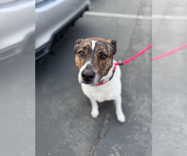 Medium Photo #15 Mutt Puppy For Sale in Lake Forest, CA, USA