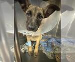 KIDA - Female German Shepherd Dog-Unknown Mix Dog for Adoption - Small photo