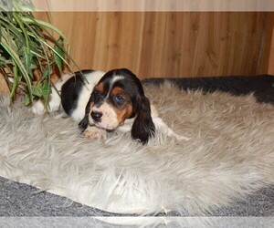Basset Hound Puppy for sale in MILLBURY, MA, USA