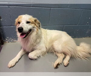 Anatolian Shepherd-Unknown Mix Dogs for adoption in Rowlett, TX, USA
