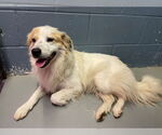 Small Anatolian Shepherd Mix