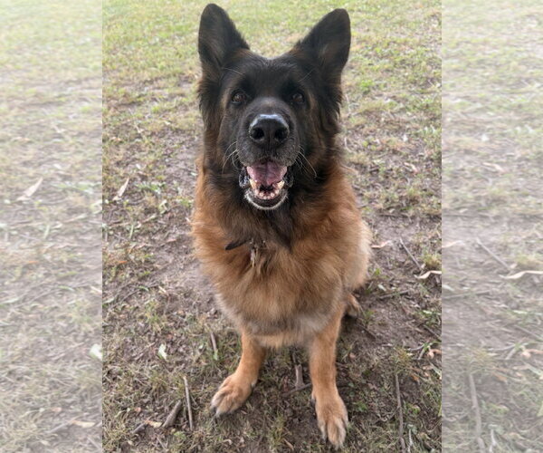 Medium Photo #2 German Shepherd Dog-Unknown Mix Puppy For Sale in Jefferson, WI, USA
