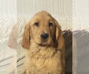 Golden Retriever Dogs for adoption in HOPKINSVILLE/PRINCETON, KY, NH, USA