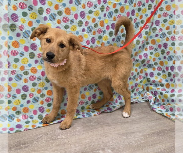 Medium Photo #2 Gollie Puppy For Sale in Attalka, AL, USA