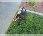 Small Photo #16 Labrador Retriever Puppy For Sale in APPLE VALLEY, CA, USA