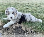Small #6 Australian Shepherd